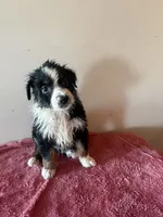 Maxine, a female Australian Shepherd for sale in Winton, CA – 5 of 5
