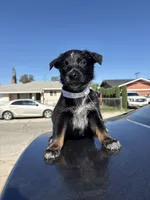 Harley , a female Australian Shepherd and German Shepherd Dog for sale in Winton, CA – 2 of 3