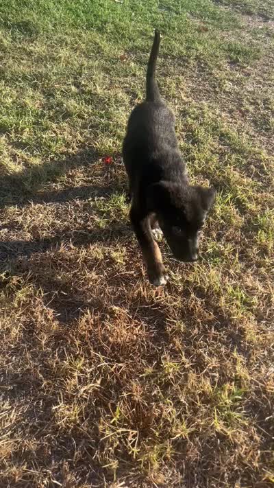 Ikarus, a male Australian Shepherd and German Shepherd Dog for sale in Winton, CA – 7 of 9