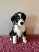 Hercules, a male Australian Shepherd for sale in Winton, CA – 2 of 5
