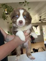 Maximus, a male Australian Shepherd for sale in Winton, CA – 4 of 5