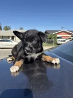 Ivy , a female Australian Shepherd and German Shepherd Dog for sale in Winton, CA – 2 of 3