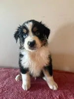 Hercules, a male Australian Shepherd for sale in Winton, CA – 3 of 5