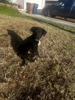 Ikarus, a male Australian Shepherd and German Shepherd Dog for sale in Winton, CA – 9 of 9