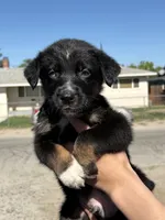 Loki, a male Australian Shepherd and German Shepherd Dog for sale in Winton, CA – 4 of 4