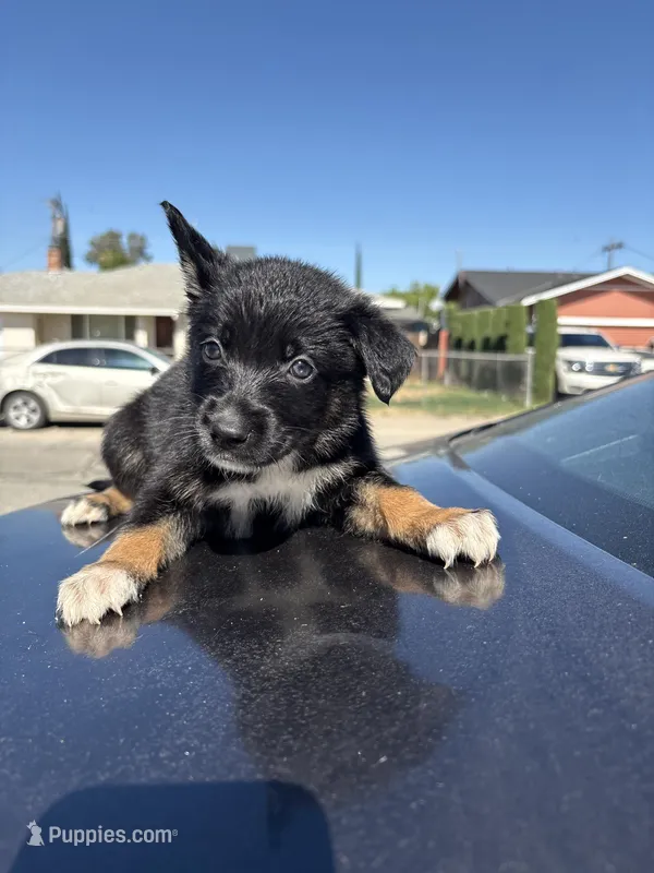 Ivy  – Australian Shepherd, German Shepherd Dog puppy for sale in Winton, CA