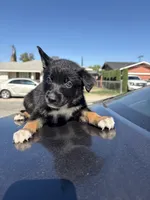 Ivy , a female Australian Shepherd and German Shepherd Dog for sale in Winton, CA – 1 of 3