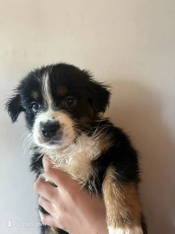 Sokka – Australian Shepherd puppy for sale in Winton, CA