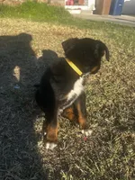Ivar the Troublemaker, a male Australian Shepherd and German Shepherd Dog for sale in Winton, CA – 6 of 10