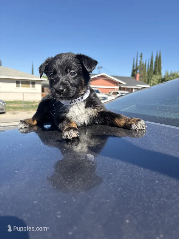 Annie  – Australian Shepherd, German Shepherd Dog puppy for sale in Winton, CA