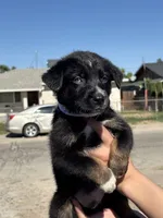 Loki, a male Australian Shepherd and German Shepherd Dog for sale in Winton, CA – 2 of 4
