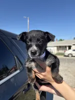 Peaches, a female Australian Shepherd and German Shepherd Dog for sale in Winton, CA – 2 of 4