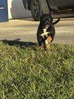 Ivy the Escape Artist, a female Australian Shepherd and German Shepherd Dog for sale in Winton, CA – 5 of 6