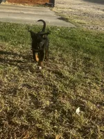 Ivar the Troublemaker, a male Australian Shepherd and German Shepherd Dog for sale in Winton, CA – 9 of 10