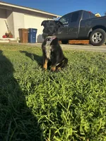 Harley , a female Australian Shepherd and German Shepherd Dog for sale in Winton, CA – 5 of 7