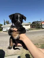 Iris, a female Australian Shepherd and German Shepherd Dog for sale in Winton, CA – 4 of 5