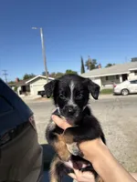 Iris, a female Australian Shepherd and German Shepherd Dog for sale in Winton, CA – 5 of 5