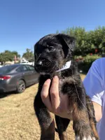 Ivar the Troublemaker, a male Australian Shepherd and German Shepherd Dog for sale in Winton, CA – 3 of 3