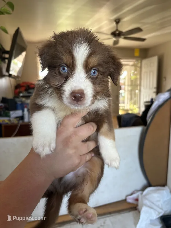 Maximus – Australian Shepherd puppy for sale in Winton, CA