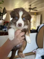 Maximus, a male Australian Shepherd for sale in Winton, CA – 1 of 5