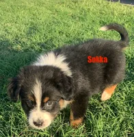 Sokka, a male Australian Shepherd for sale in Winton, CA – 10 of 10