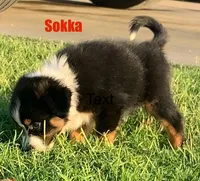 Sokka, a male Australian Shepherd for sale in Winton, CA – 6 of 10