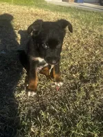 Ivar the Troublemaker, a male Australian Shepherd and German Shepherd Dog for sale in Winton, CA – 4 of 10