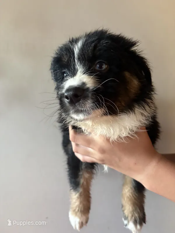 Anakin  – Australian Shepherd puppy for sale in Winton, CA