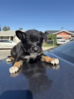 Ivy , a female Australian Shepherd and German Shepherd Dog for sale in Winton, CA – 3 of 3