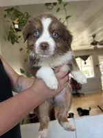 Maximus, a male Australian Shepherd for sale in Winton, CA – 5 of 5