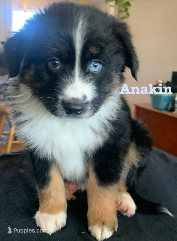 Anakin  – Australian Shepherd puppy for sale in Winton, CA