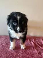 Hades, a male Australian Shepherd for sale in Winton, CA – 2 of 3
