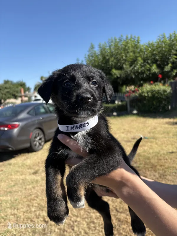 ikarus – Australian Shepherd, German Shepherd Dog puppy for sale in Winton, CA