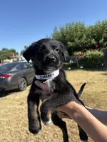 ikarus, a male Australian Shepherd and German Shepherd Dog for sale in Winton, CA – 1 of 3