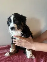 Maxine, a female Australian Shepherd for sale in Winton, CA – 3 of 5