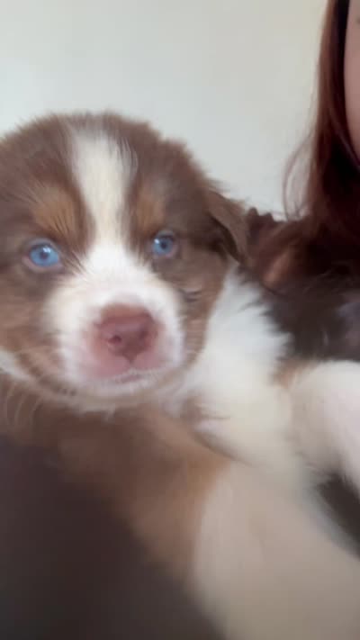 Maximus, a male Australian Shepherd for sale in Winton, CA – 3 of 5