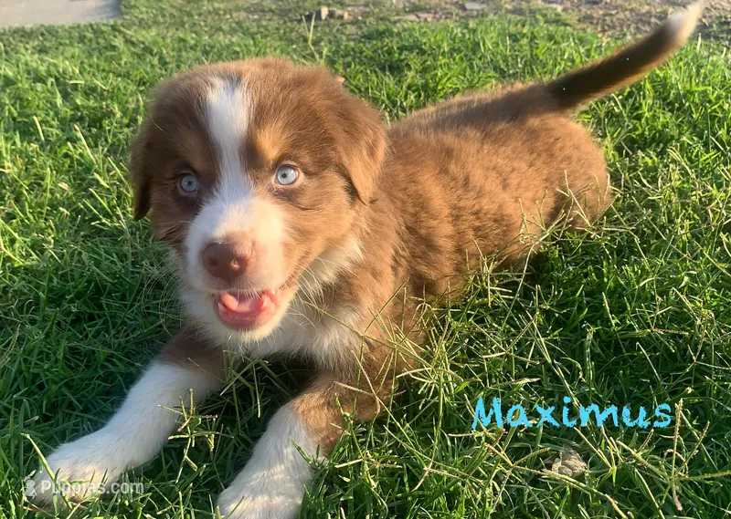 Maximus – Australian Shepherd puppy for sale in Winton, CA