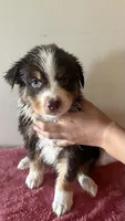 Copper, a male Australian Shepherd for sale in Winton, CA – 2 of 3