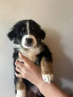 Sokka, a male Australian Shepherd for sale in Winton, CA – 4 of 4