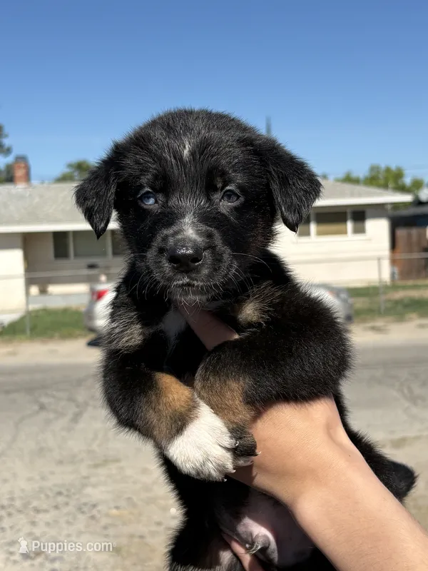 Loki – Australian Shepherd, German Shepherd Dog puppy for sale in Winton, CA