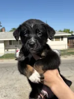 Loki, a male Australian Shepherd and German Shepherd Dog for sale in Winton, CA – 1 of 4
