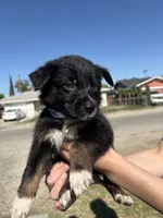 Alphonze Capone, a male Australian Shepherd and German Shepherd Dog for sale in Winton, CA – 4 of 4