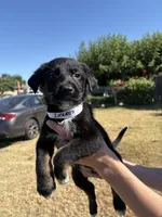 ikarus, a male Australian Shepherd and German Shepherd Dog for sale in Winton, CA – 2 of 3
