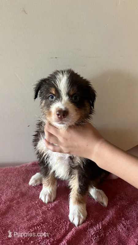 Copper – Australian Shepherd puppy for sale in Winton, CA