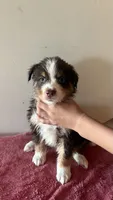 Copper, a male Australian Shepherd for sale in Winton, CA – 1 of 3