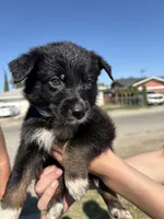 Alphonze Capone, a male Australian Shepherd and German Shepherd Dog for sale in Winton, CA – 3 of 4