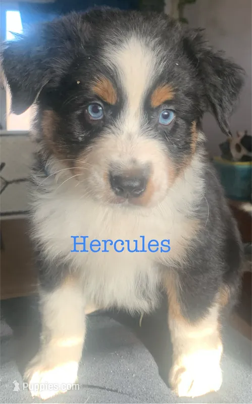 Hercules – Australian Shepherd puppy for sale in Winton, CA