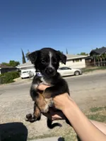 Iris, a female Australian Shepherd and German Shepherd Dog for sale in Winton, CA – 2 of 5