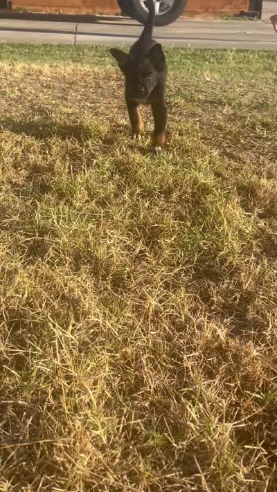 Ivar the Troublemaker, a male Australian Shepherd and German Shepherd Dog for sale in Winton, CA – 5 of 10