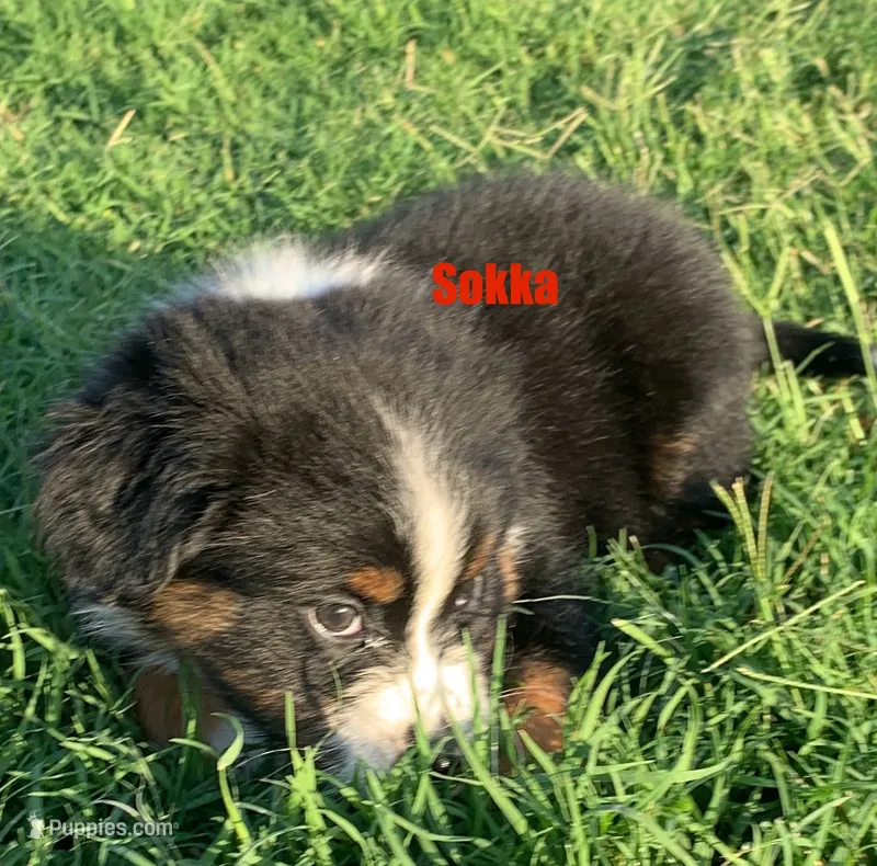 Sokka – Australian Shepherd puppy for sale in Winton, CA
